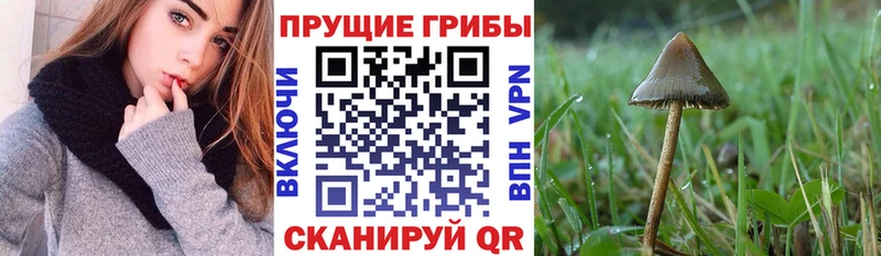 Галлюциногенные грибы ЛСД  KRAKEN как войти  Шарыпово 